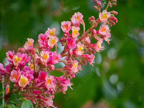 Blossom of a Red horse chestnut (Aesculus x carnea) photo