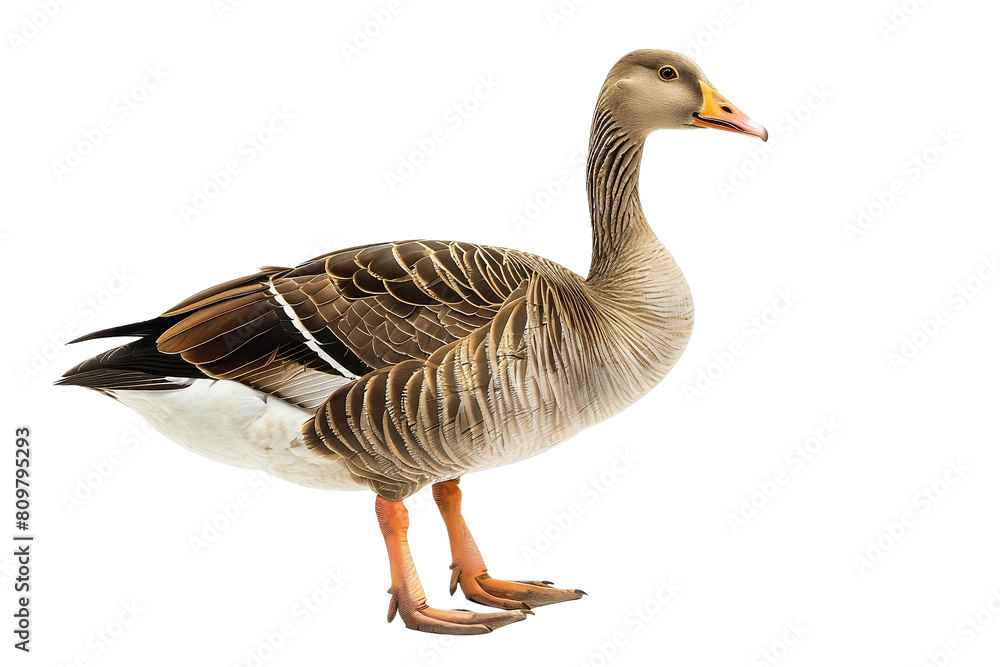 Ente isoliert an weißem Hintergrund Ente isoliert an weißem Hintergrund