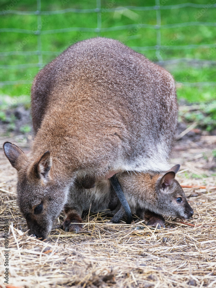 Känguru Känguru