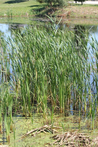 Wild reeds growing in the pond.