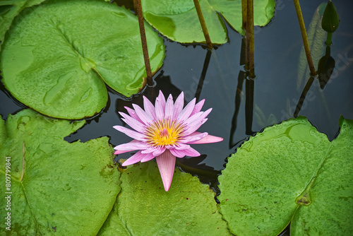 Water lilies in a pond photo