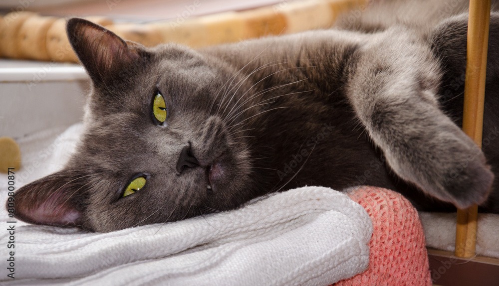 Φωτογραφία The cat is lounging on the scratching post