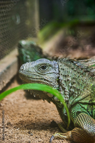 Portrait of green iguana. Exotic iguana. Mauritius island, Africa