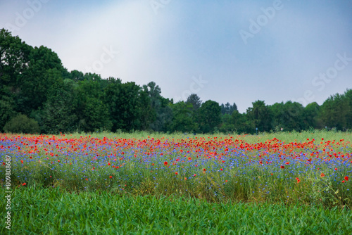 A dirt road leads past colorful flower meadows with poppies and cornflowers to a forest on the horizon while dark storm clouds gather in the sky