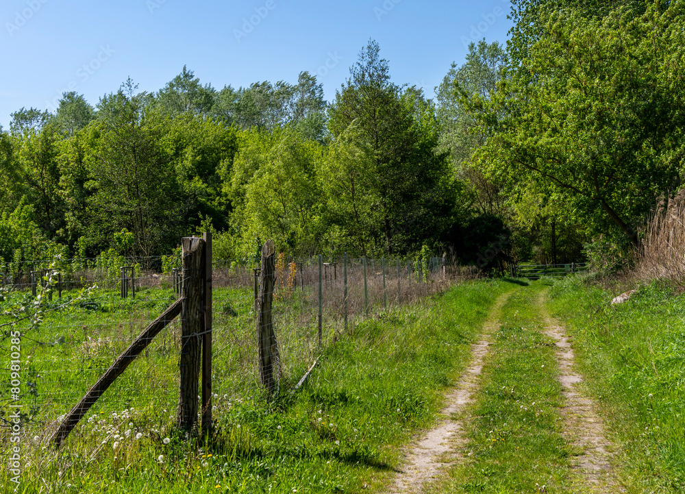 Fototapeta premium Natur am großen Reinigungsteich im Bucher Forst, Hobrechtswald, Buch, Brandenburg, Deutschland
