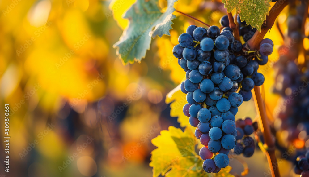 Naklejka premium grapes on vine