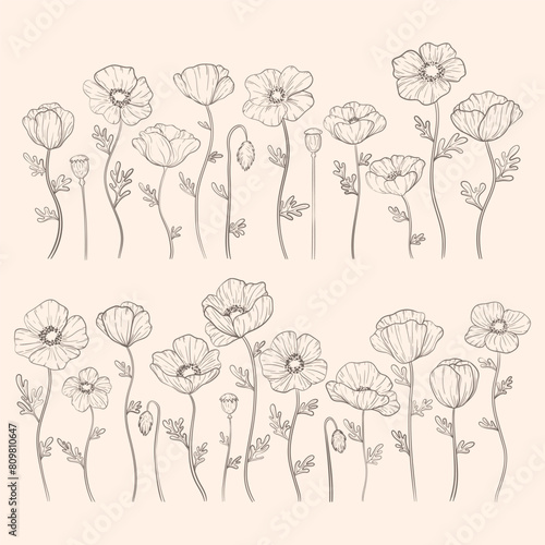 Hand drawn poppy flowers set. Poppies plant flower line art. Papaver rhoeas, Common poppy plant