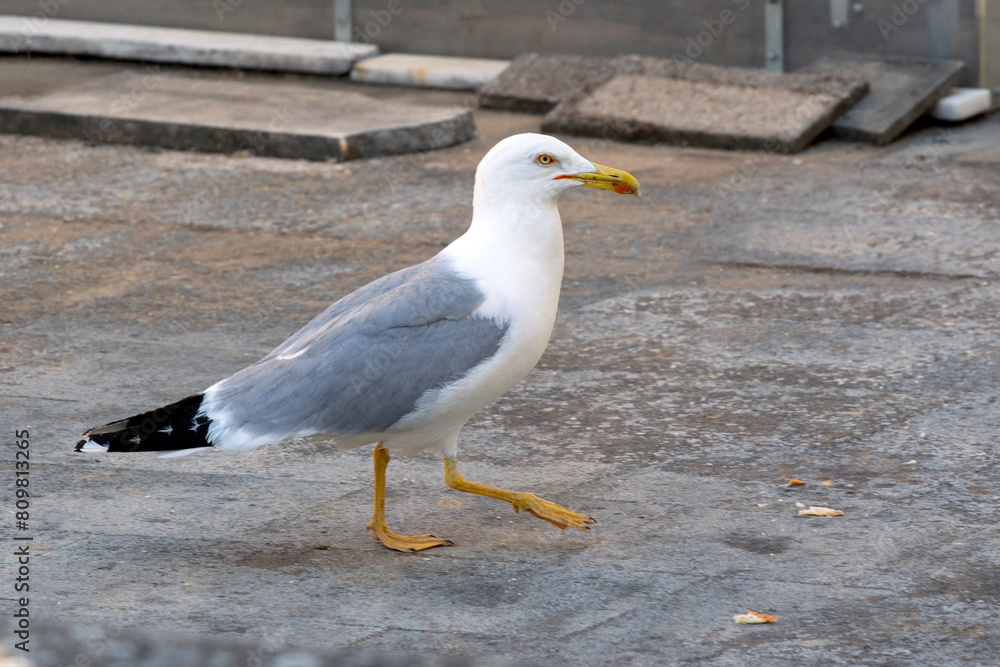 yellow-legged gull (Larus michahellis) on the ground , looking for food. yellow-legged gull (Larus michahellis) on the ground , looking for food.
