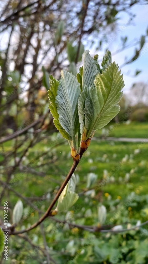 Naklejka premium Young first spring leaves on a branch