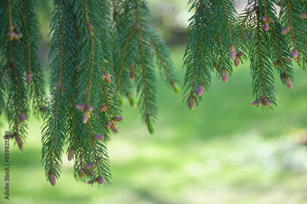ドイツトウヒの若い球果 / Young strobilus of the Norway Spruce ドイツトウヒの若い球果 / Young strobilus of the Norway Spruce