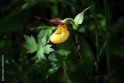 Single flowering spring ephemeral yellow lady's slipper perennial Cypripedium parviflorum photo