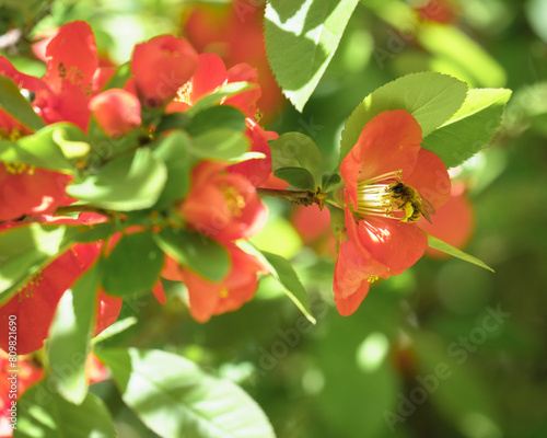 ボケの蜜を吸うミツバチ / A bee sucking nectar from a flowering quince