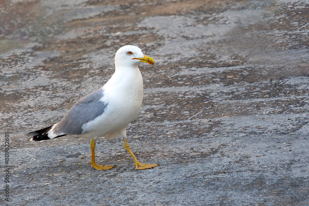 yellow-legged gull (Larus michahellis) on the ground , looking for food. selective focus yellow-legged gull (Larus michahellis) on the ground , looking for food. selective focus