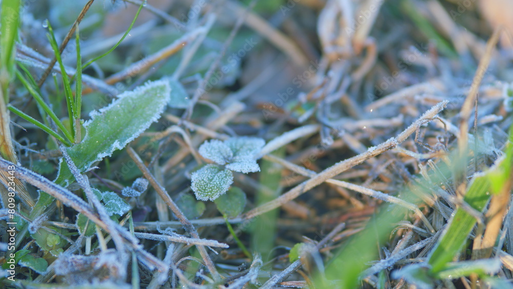 Fototapeta premium Frozen green grass. Lawn in a frosty morning. Grass background in pastel colors. Rack focus.