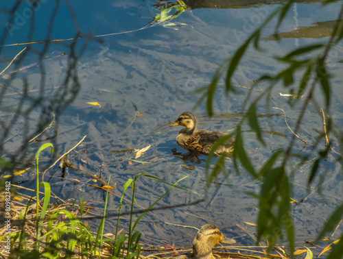 Adorable ducks, ducklings close up near river relaxing during sunny warm summer day in sun light
