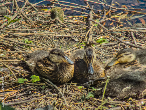 Adorable ducks, ducklings close up near river relaxing during sunny warm summer day in sun light