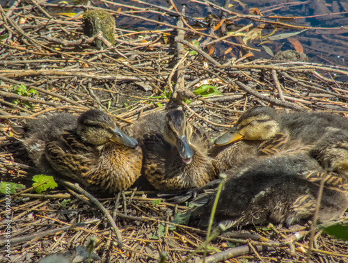 Adorable ducks, ducklings close up near river relaxing during sunny warm summer day in sun light