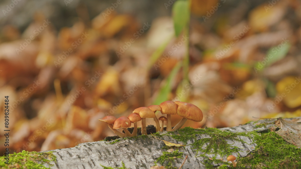 Obraz premium Beautiful autumn forest. Honey fungus. Magic forest mushrooms background. Selective focus.