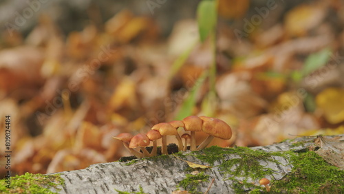 Beautiful autumn forest. Honey fungus. Magic forest mushrooms background. Selective focus. © artifex.orlova