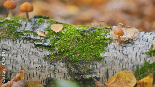 Beautiful honey mushrooms has grown among green moss. Edible honey mushrooms grow in nature. Close up.