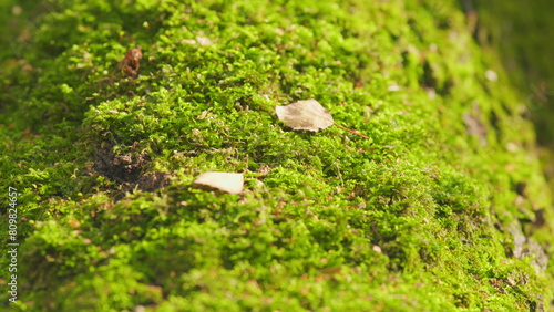 Green moss on a sunny day. Fantasy forest background. Mystical light in forest. Close up.