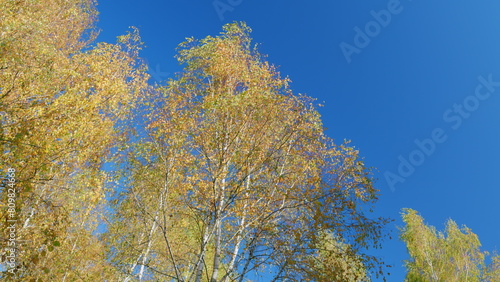 Autumn sky. Wide colorful panorama of a gorgeous park in autumn. Low angle view.