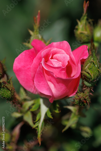 Wallpaper Mural 赤いバラ Torontodigital.ca