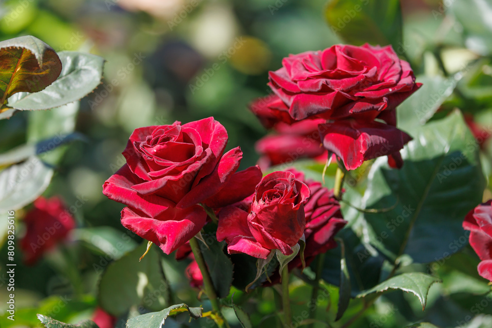 赤いバラ 黒薔薇 赤いバラ 黒薔薇