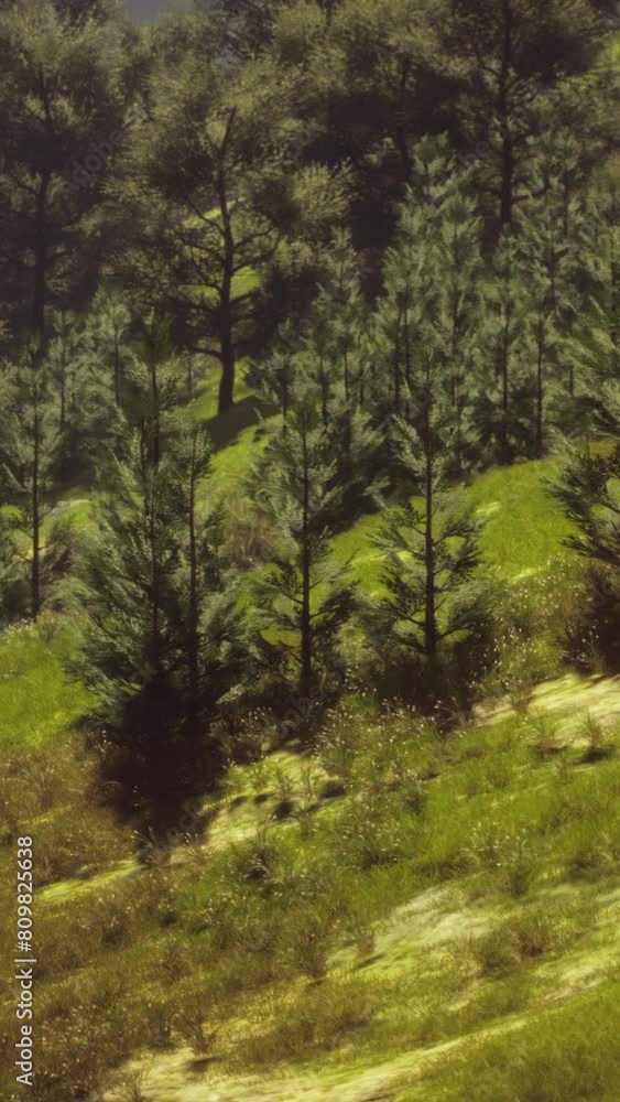 autumn forest on green rocky hills autumn forest on green rocky hills