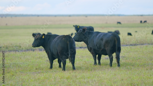 Black angus cattle grazing on a green grass pasture. Grass fed organic beef. Cow in pasture. Static view. © artifex.orlova