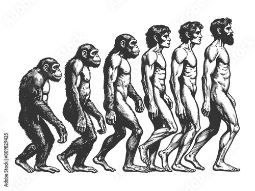 evolution of man from ape through various stages to modern human sketch engraving generative ai fictional character vector illustration. Scratch board imitation. Black and white image.
