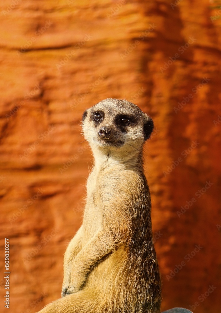 Fototapeta premium meerkat on guard
