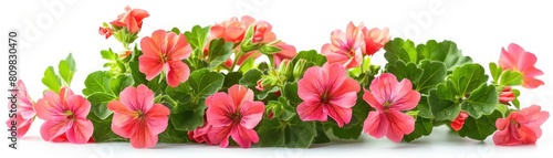 Wallpaper Mural Beautiful pink flowers. Torontodigital.ca