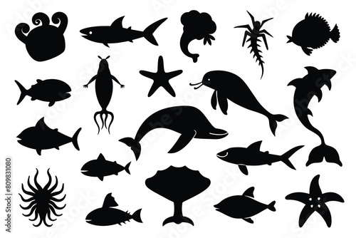 Fauna And Flora Of The Ocean Vectors