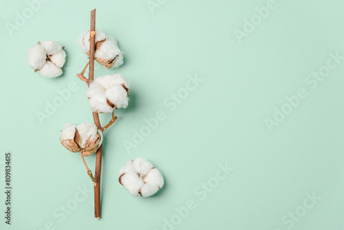 Branch of white cotton flowers on green background. Top view