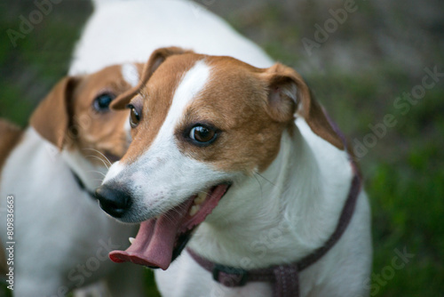 jack russell terrier © Катерина Лукашенко