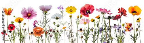 Vibrant Garden Flowers Set, Cut Out Illustrations © DesignViralHub