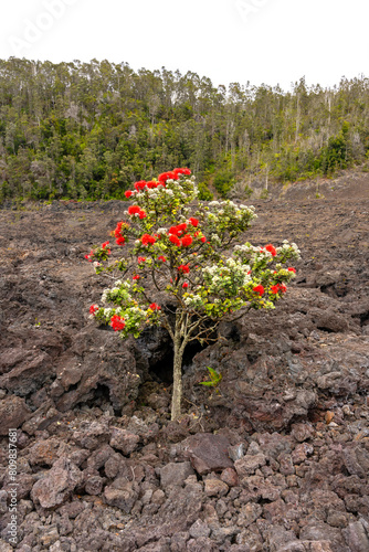 Ohia Lehua red flower Hawaii plant on volcano mountain lava rock on the top over sky background.