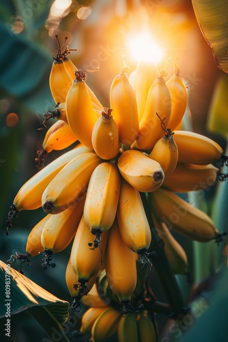 banana plantations, tropical banana crop, bunch of bananas lit by sunlight, vertical