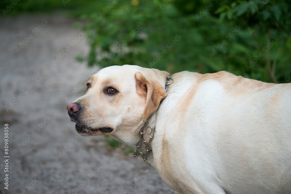 Labrador 