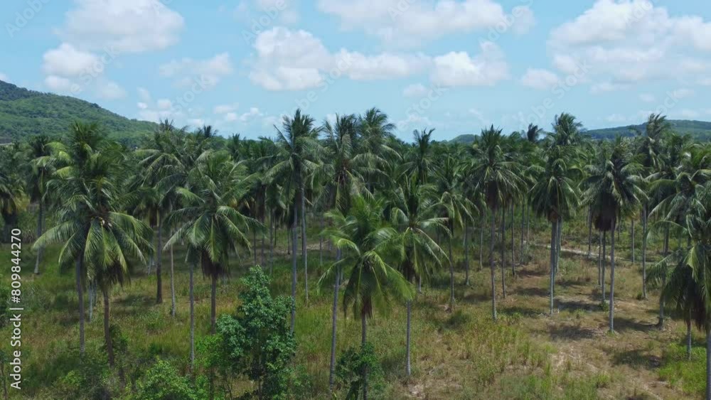 Discover the natural splendor of Thailand's coconut plantations through captivating aerial shots. Ideal for highlighting the harmony between agriculture and nature in promotional content. Discover the natural splendor of Thailand's coconut plantations through captivating aerial shots. Ideal for highlighting the harmony between agriculture and nature in promotional content.