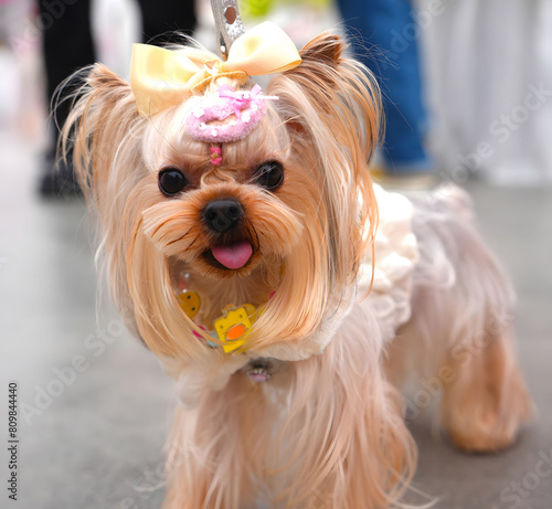 Yorkshire terrier puppy closeup view