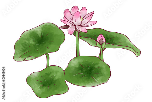 水彩で描いた蓮のイラスト