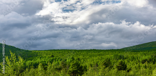 Birkenwald  bei nikkaluotka in nordschweden