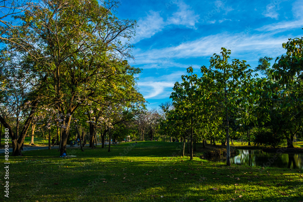 Green meadow field in city park blue sky Green meadow field in city park blue sky