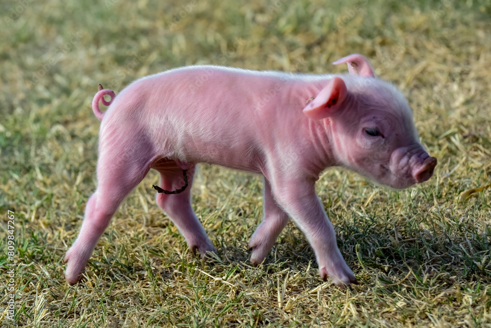 Piglet newborn baby, in farm landscape. Piglet newborn baby, in farm landscape.
