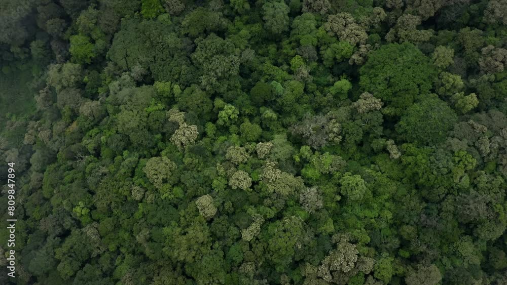 rainforests drone flying over trees rainforests drone flying over trees