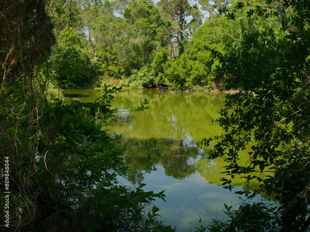 Framed View between trees out towards a small green pond with reflections of the trees and blue sky. At Boyd Hill Nature Preserve Near Lake Maggiore. Green Underbrush Swamp lands and Pine Flatwoods Framed View between trees out towards a small green pond with reflections of the trees and blue sky. At Boyd Hill Nature Preserve Near Lake Maggiore. Green Underbrush Swamp lands and Pine Flatwoods
