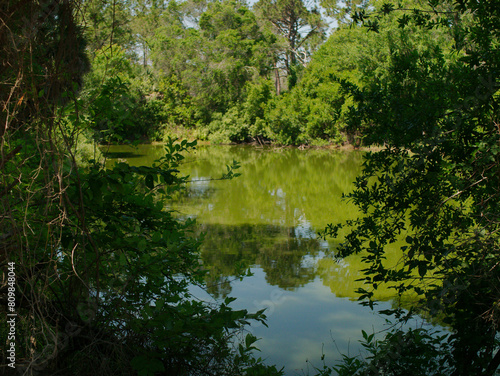 Framed View between trees out towards a small green pond with reflections of the trees and blue sky. At Boyd Hill Nature Preserve Near Lake Maggiore. Green Underbrush Swamp lands and Pine Flatwoods 