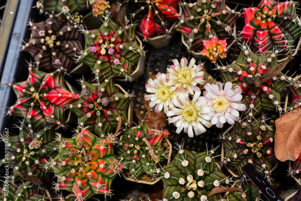 Fototapeta premium flowers in the market